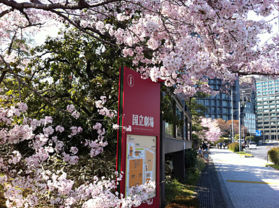 千代田区国立劇場前の桜